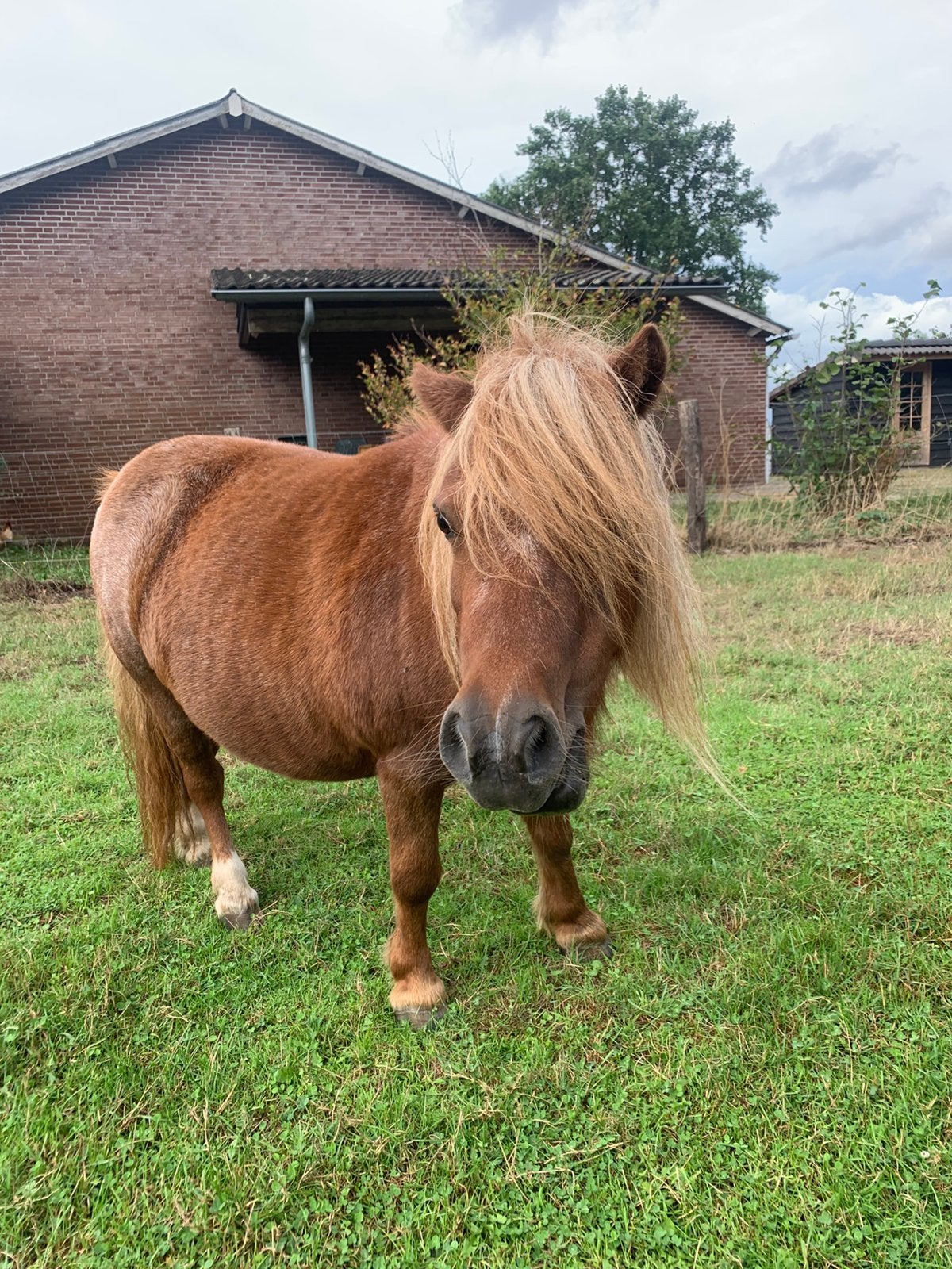 Shetlander merrie, Merrie, A pony (tot 1.17m), 0 tot 2 jaar