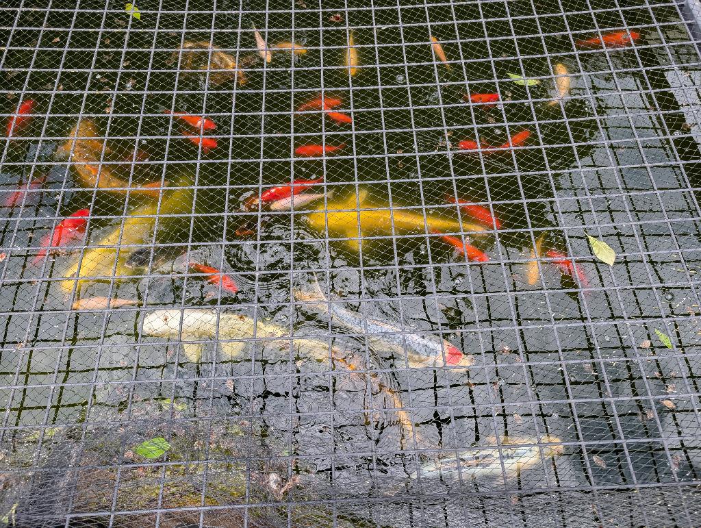 Koi karpers met filtersysteem, Dieren en Toebehoren, Karper of Koi