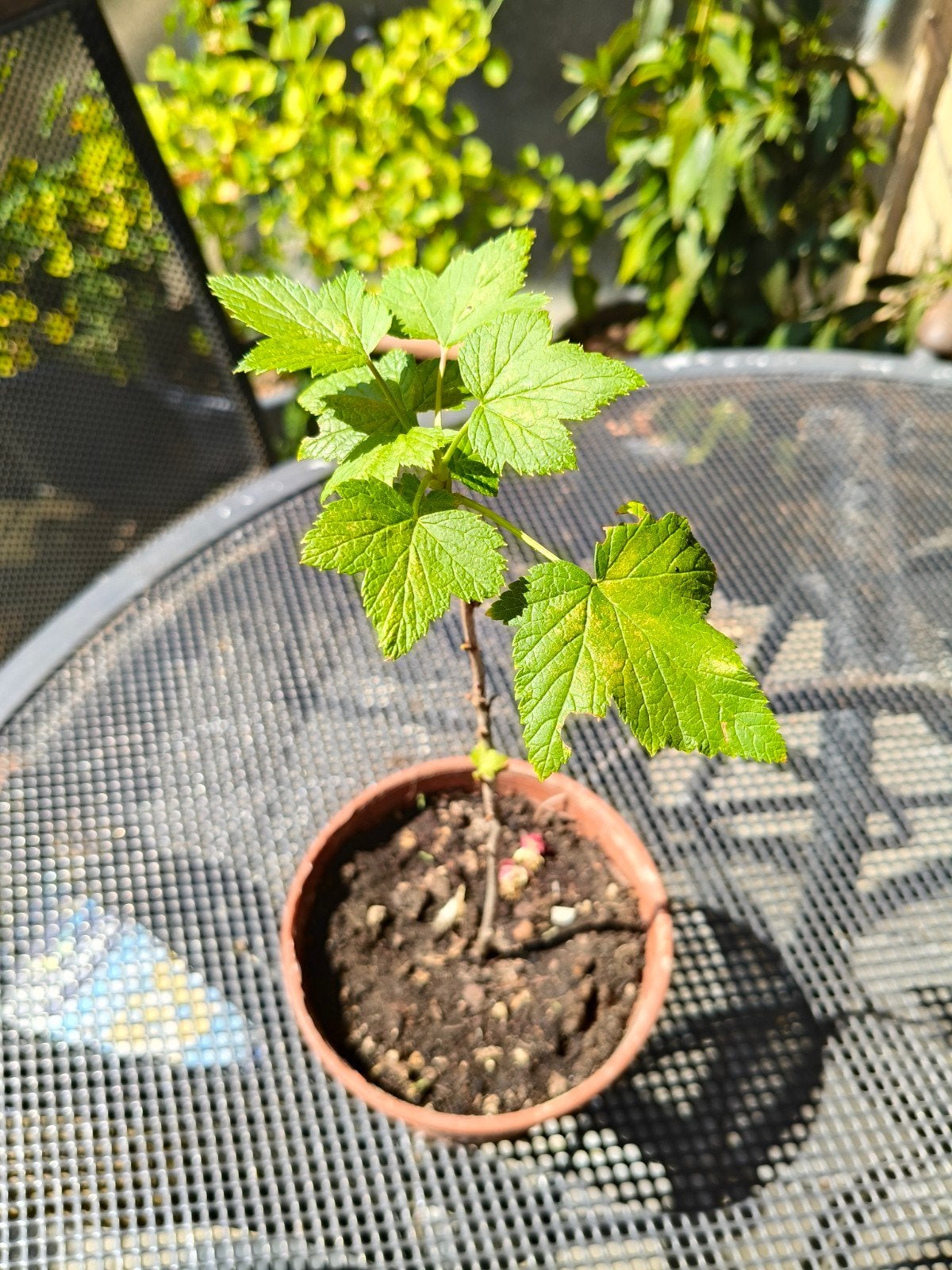 Ribes Besplant | Gezonde Fruitstruik | Tuin & Balkon, Ophalen, Overige soorten, Struik, Minder dan 100 cm