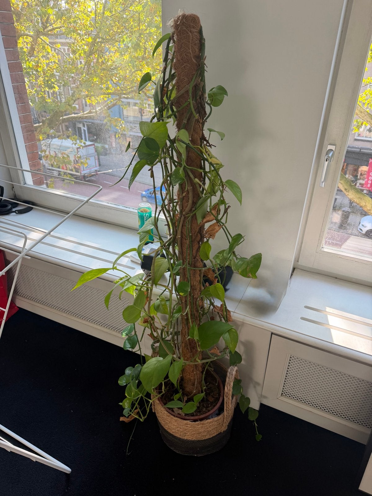 Grote Epipremnum Aureum (Scindapsus) op mosstok, Ophalen, 100 tot 150 cm, Overige soorten, Halfschaduw