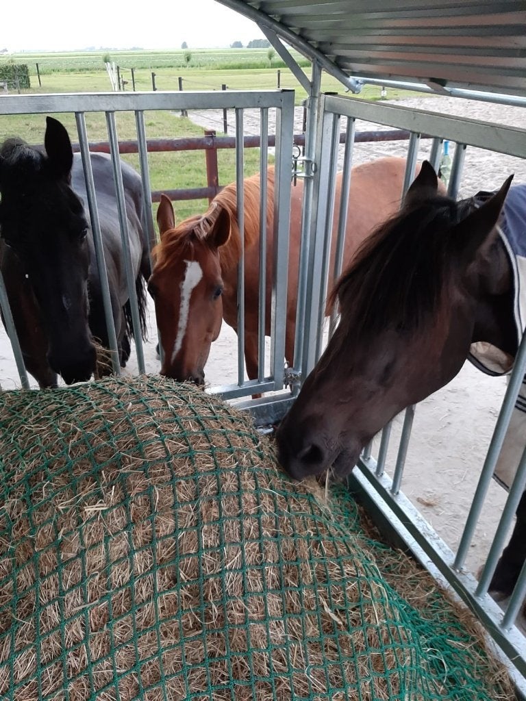 Pensionstalling Weidegang stalling Pony Paardenstalling, Weidegang, 1 paard of pony