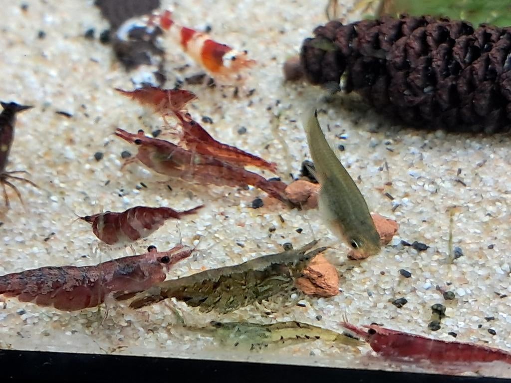 Garnalen. Wildkleur en low grade vuurgarnalen, Dieren en Toebehoren, Vissen | Aquariumvissen, Kreeft, Krab of Garnaal
