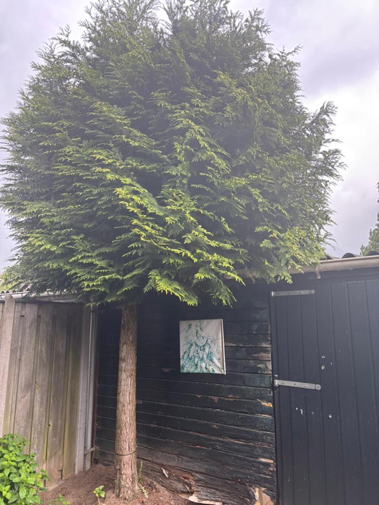 Conifeer gratis op halen, Ophalen, Conifeer, 250 cm of meer