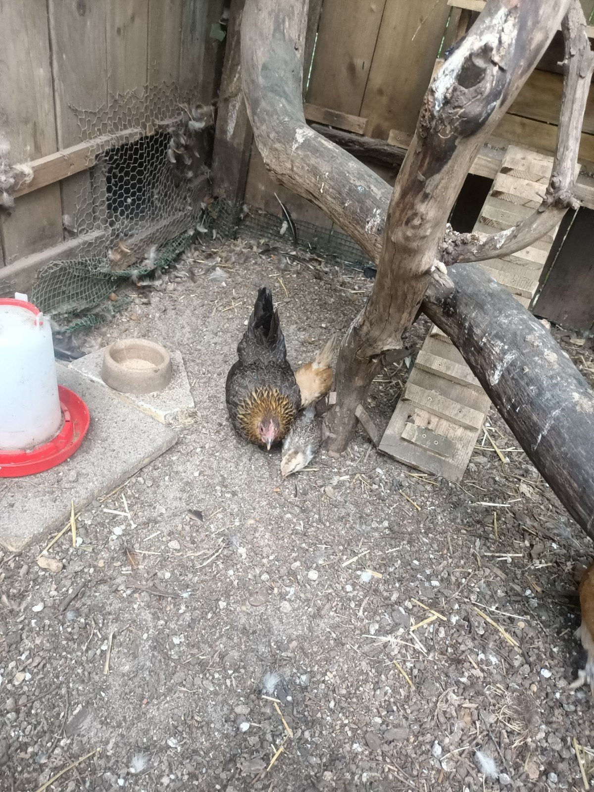 Serama kloek met 2 kuikens, Dieren en Toebehoren, Pluimvee, Meerdere dieren, Kip
