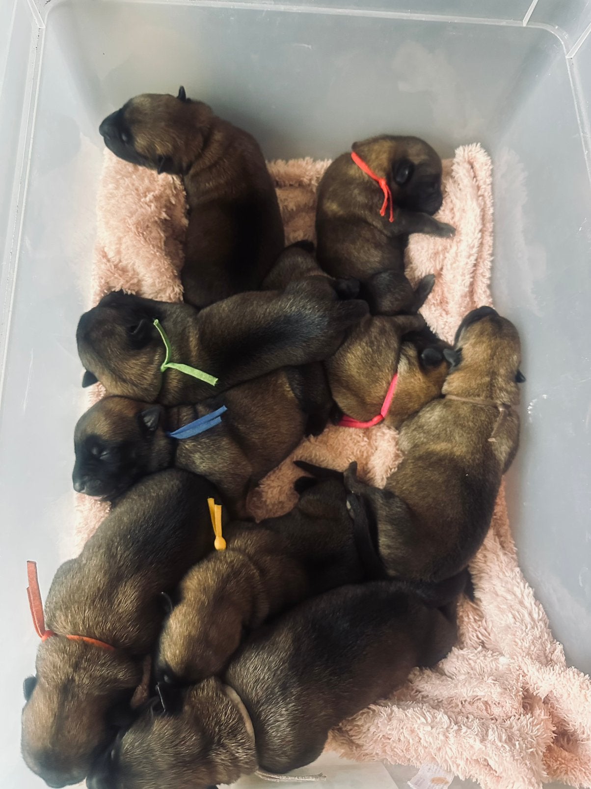 Prachtige donkere mechelse herder pups, Parvo, 8 tot 15 weken, Meerdere, Meerdere dieren