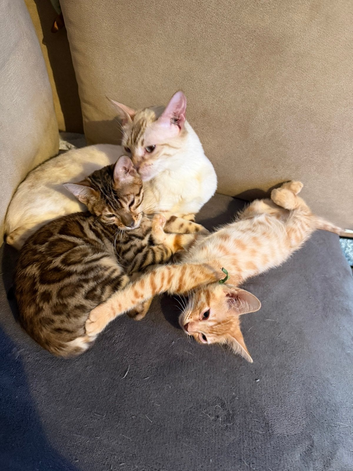 Super lieve leuke katertjes zoeken nog een for ever home, Kater, Gechipt, 0 tot 2 jaar