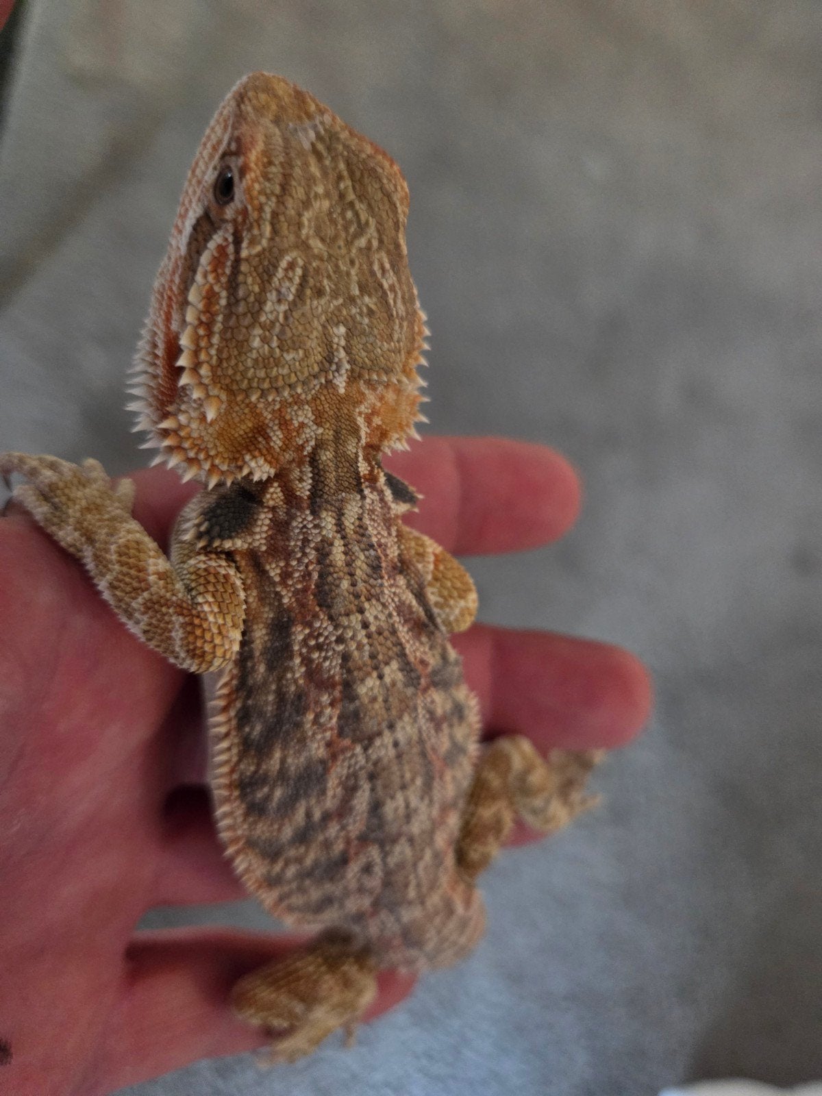 Baardagaam Pogona Vitticeps Orange Citrus Dunner Bearded Dragon photo 4
