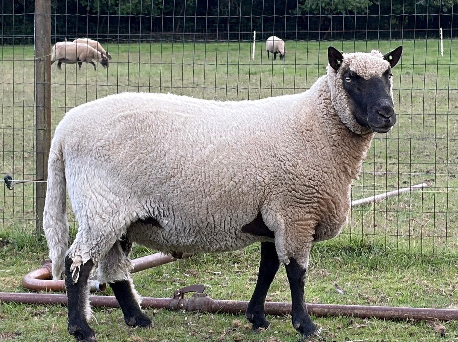 Clun Forest dekram, Dieren en Toebehoren, Mannelijk, Schaap, 3 tot 5 jaar