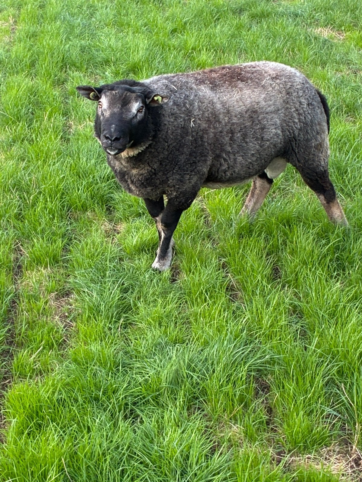 Te koop mooie dassenkop ram, Dieren en Toebehoren, Mannelijk, Schaap
