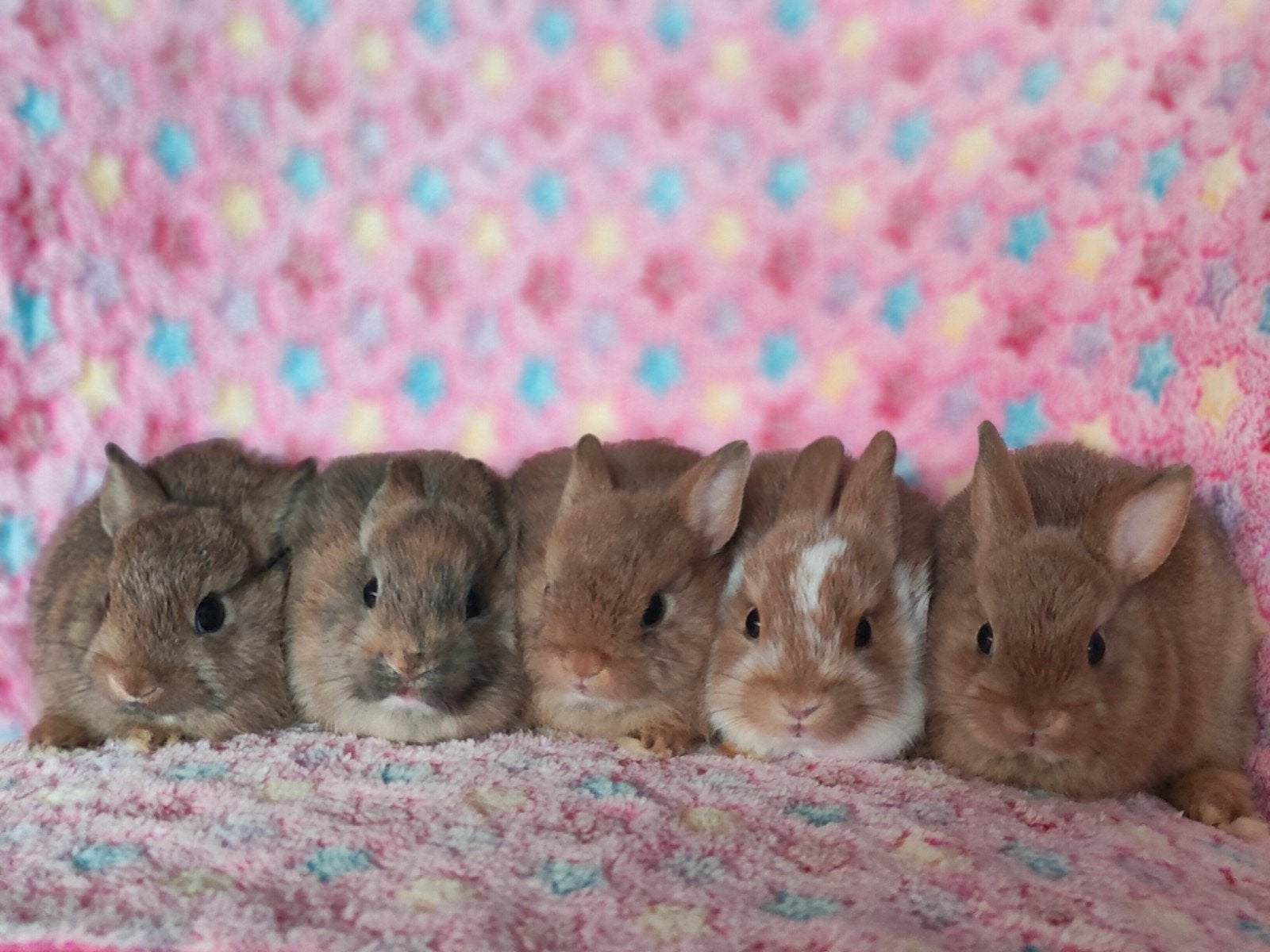 Jonge kleurdwerg dwergkonijntjes, Dieren en Toebehoren, Meerdere dieren