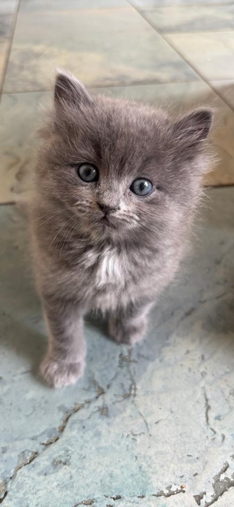 Prachtige Ragdoll kittens, Meerdere dieren, Ontwormd