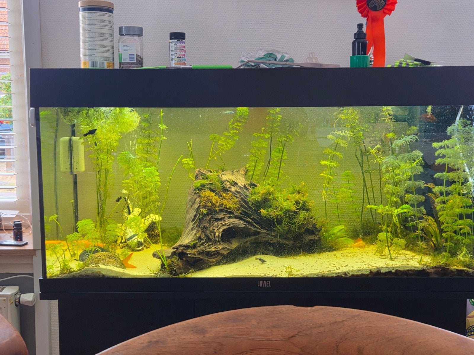 juwel aquarium, Dieren en Toebehoren, Ophalen, Inclusief vissen, Juwel, Gevuld zoetwateraquarium