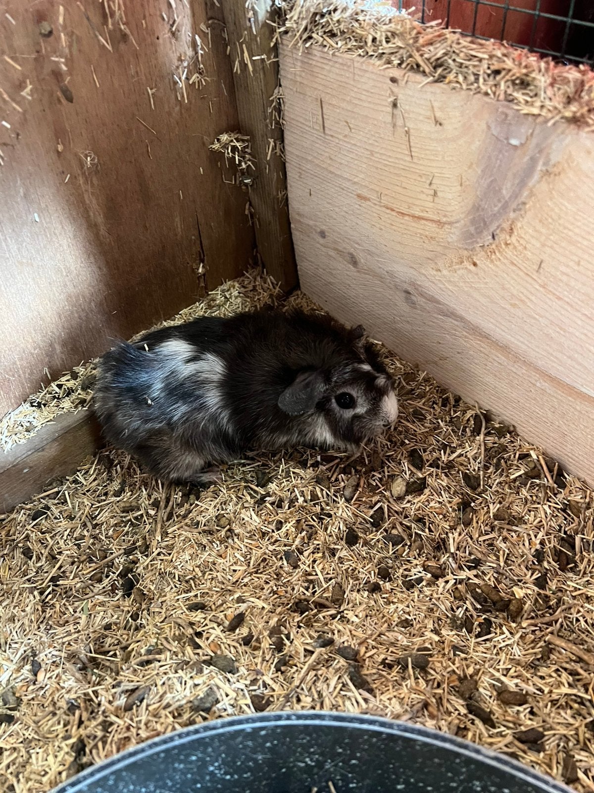 Vier prachtige mannwtje cavias, Cavia, Juni, Mannelijk, Tam