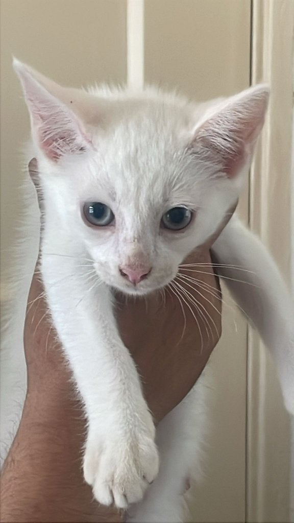 Mooie gezonde witte kort harige   angora kittens te koop, Kater, Gechipt, 0 tot 2 jaar