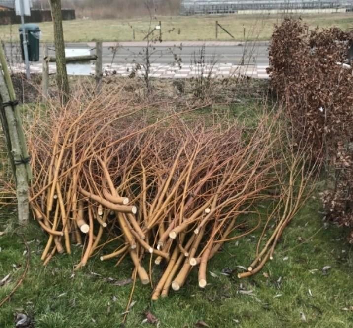 Wilgentakken GEZOCHT, Tuin en Terras, Ophalen, Nieuw, 20 m² of meer