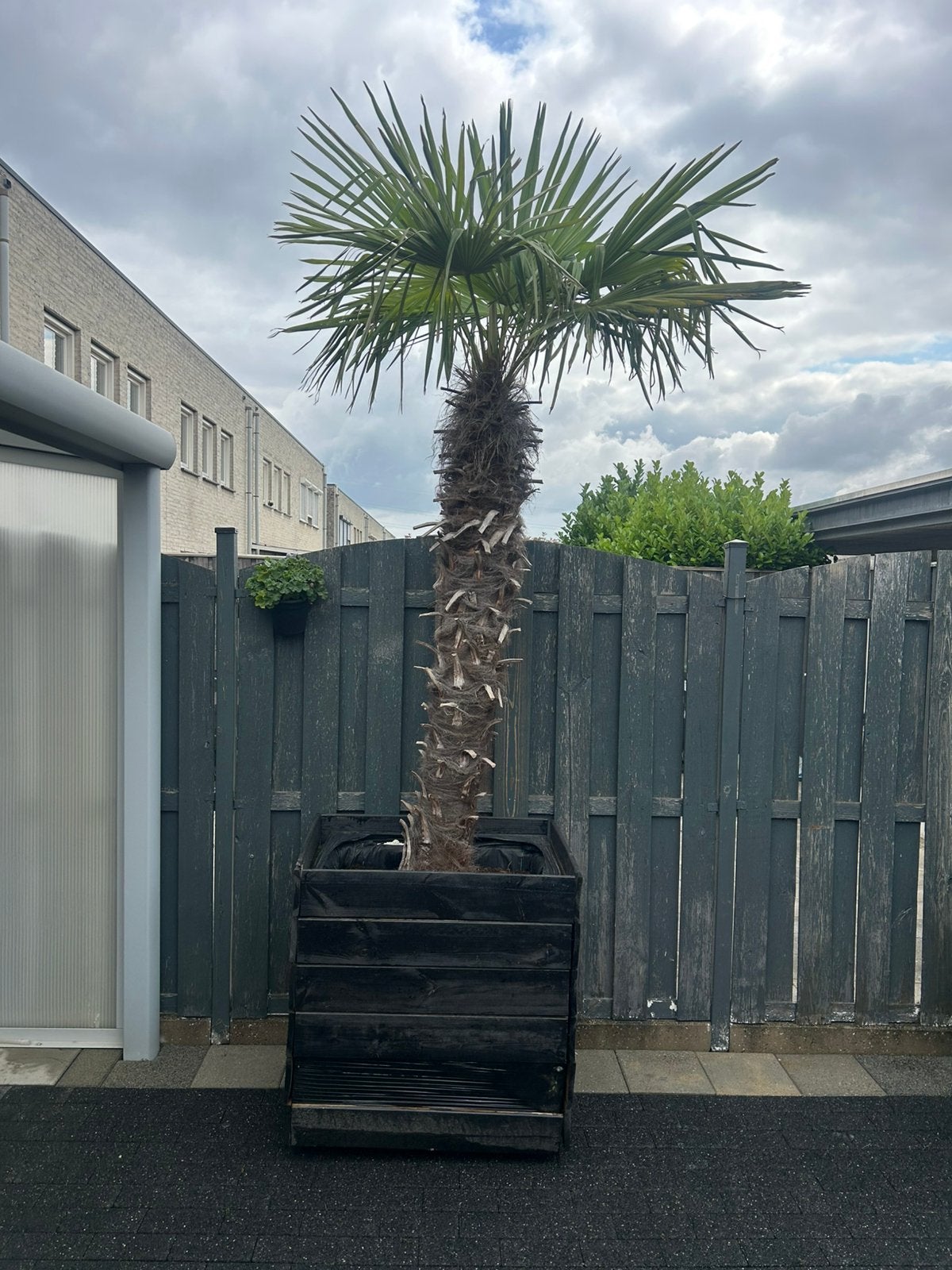 Palmboom, Tuin en Terras, Planten | Bomen, 100 tot 250 cm, Zomer, Palmboom, Ophalen
