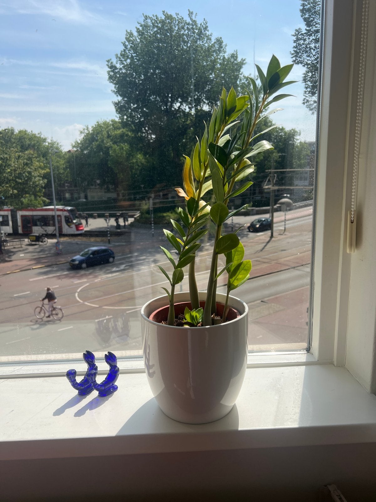 Mooie Zamioculcas plant in witte pot, Huis en Inrichting, Kamerplanten, Overige soorten, In pot, Minder dan 100 cm, Groene kamerplant
