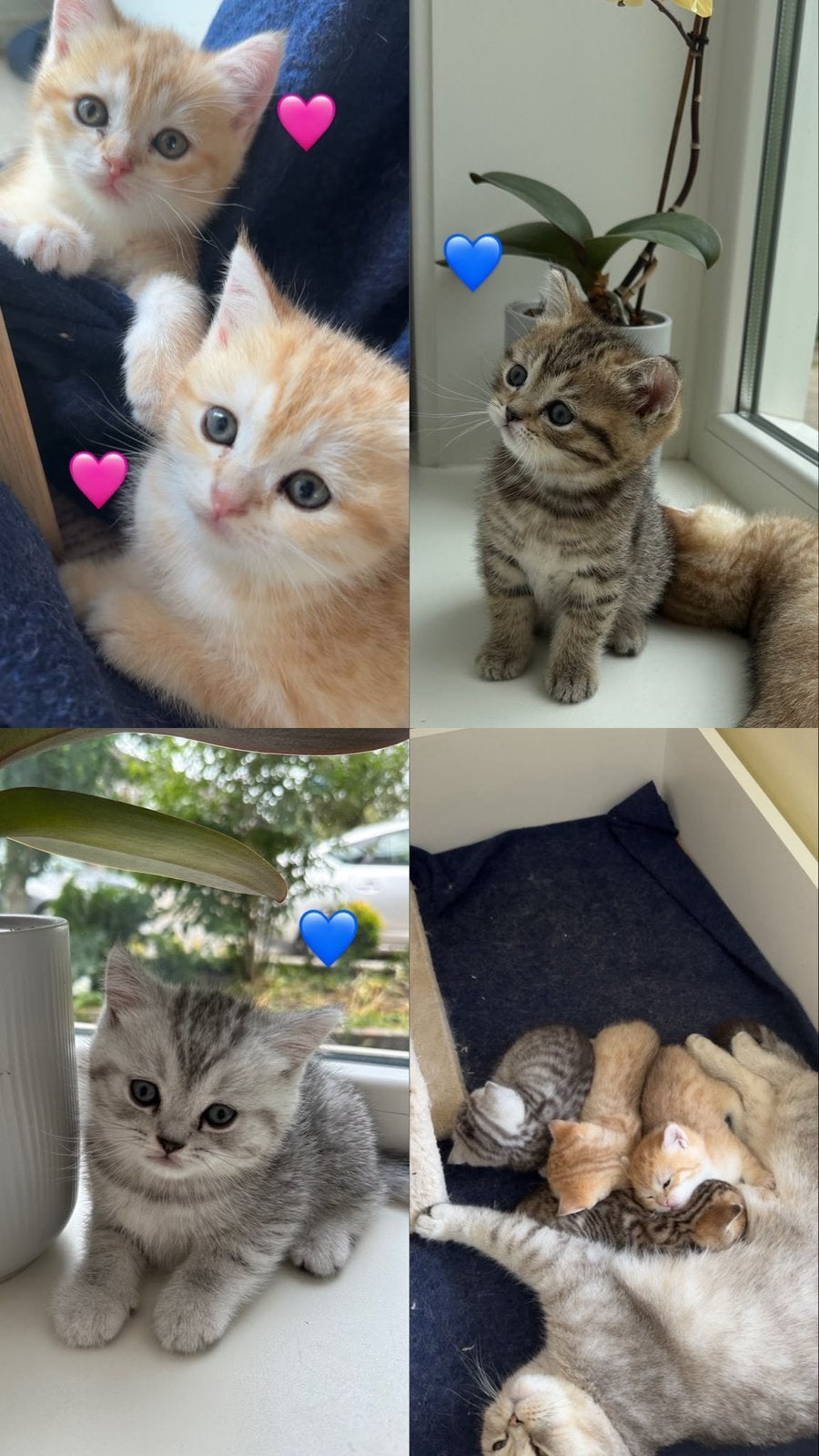 Katten, Dieren en Toebehoren, Katten en Kittens | Overige Katten, Meerdere dieren
