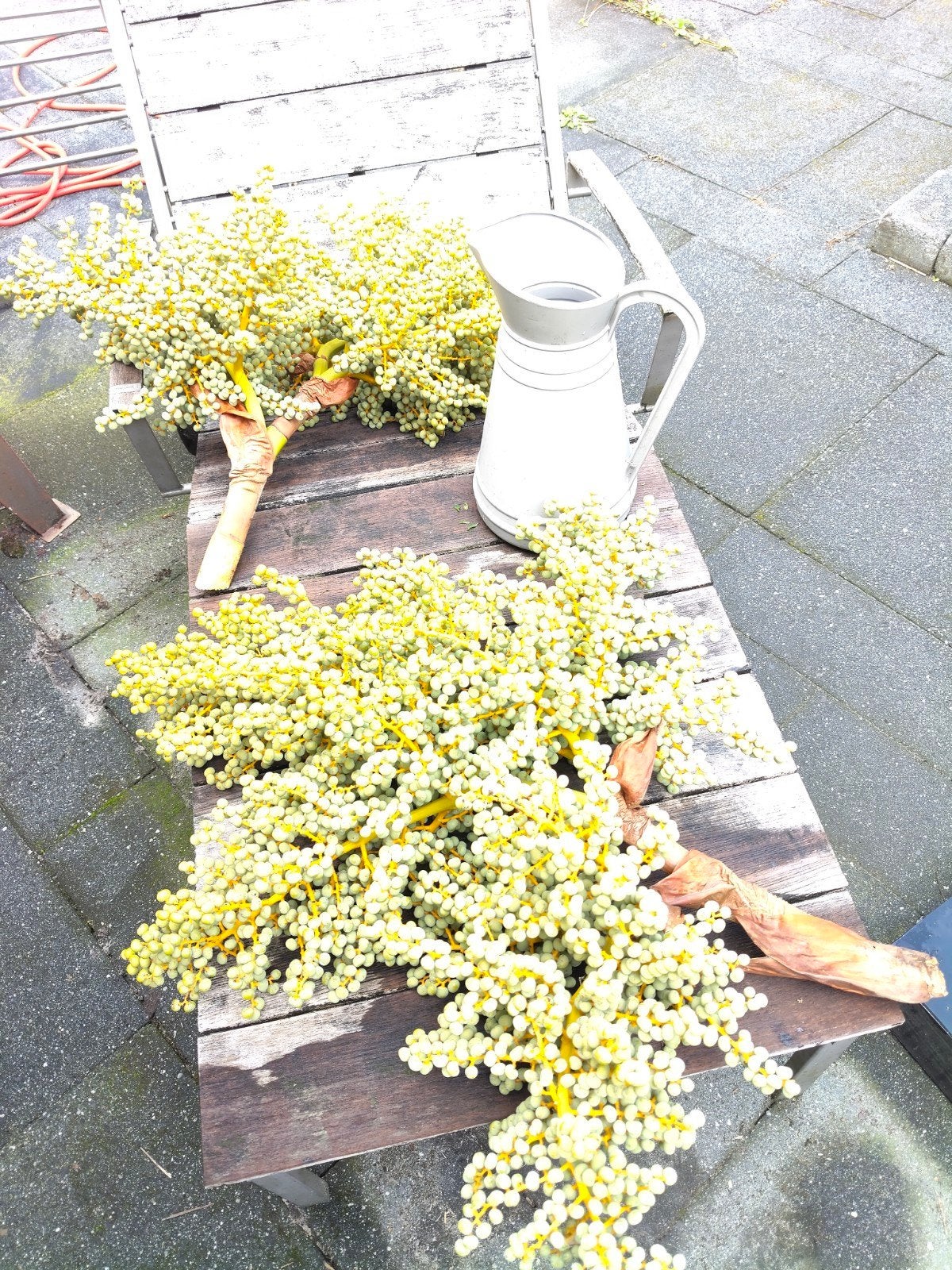Decoratieve dadeltakken met bessen - Perfect voor elk interi, Tuin en Terras, Overige soorten, Vaste plant, Ophalen of Verzenden