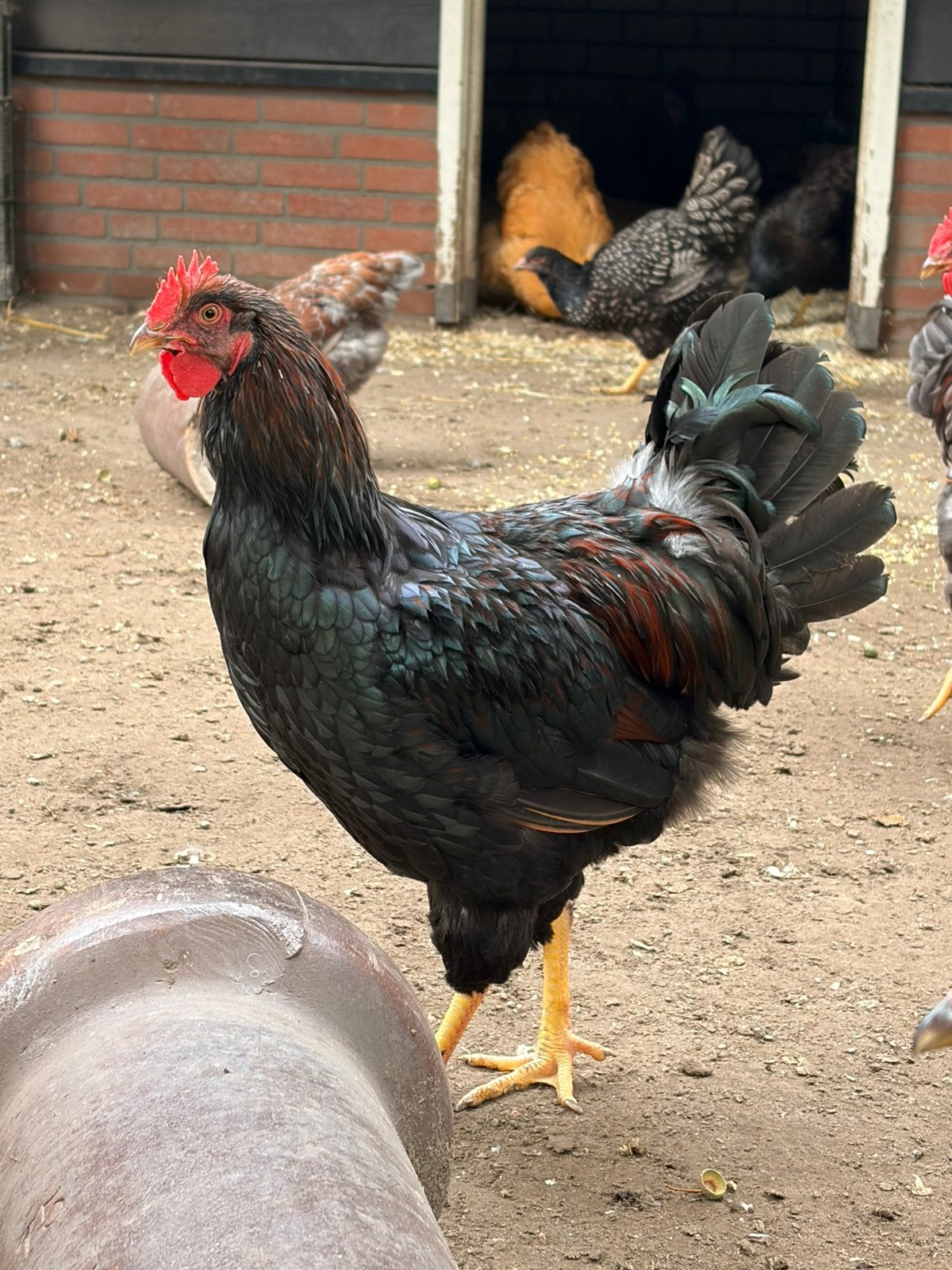 Barnevelder hanen, Dieren en Toebehoren, Mannelijk, Kip