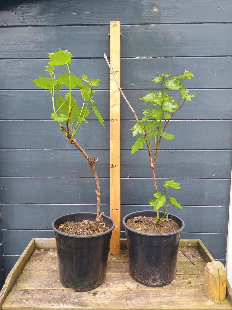 Zoete pitloze witte druivenstruik, Tuin en Terras, Planten | Tuinplanten, Vaste plant, Fruitplanten, Volle zon, Lente, Ophalen