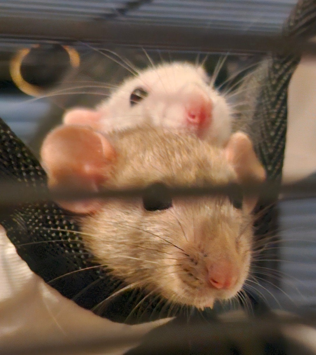 3 tamme dombo ratjes ( gratis op te halen), Juni, Vrouwelijk, Rat
