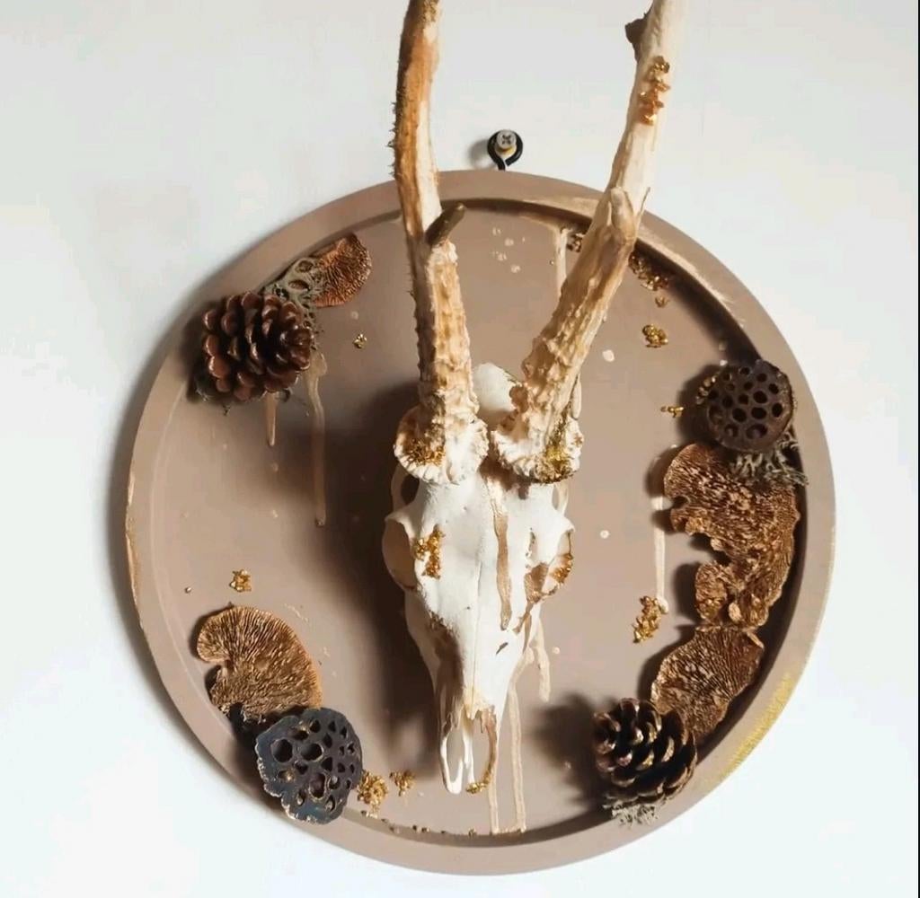 Hertenkop Taxidermie schedel wanddisplay, Ophalen of Verzenden, Nieuw, Hert, Schedel