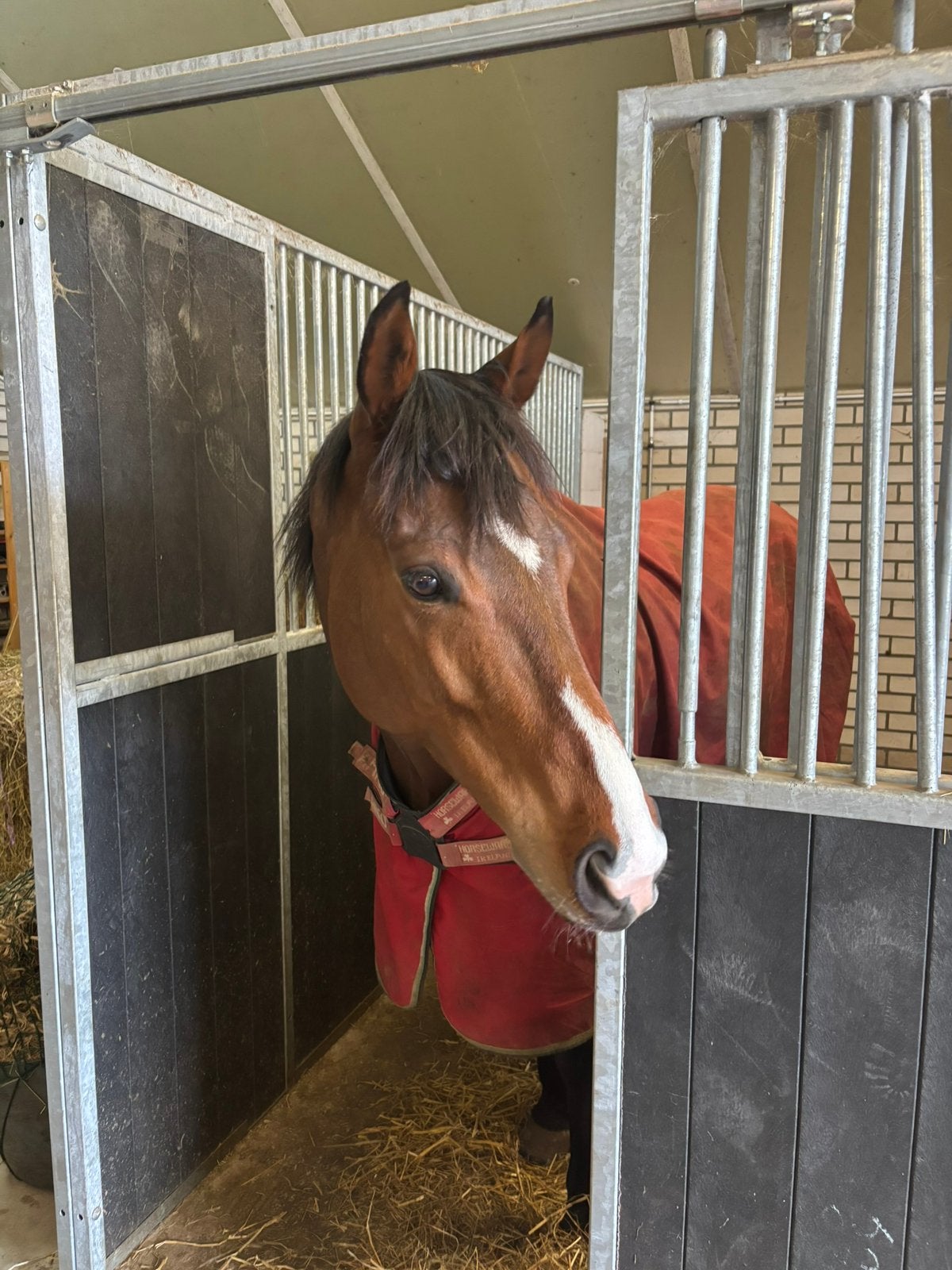 Gezocht: kleinschalige stal (omgeving Loonse Drunense Duinen, Dieren en Toebehoren, Stalling, 1 paard of pony