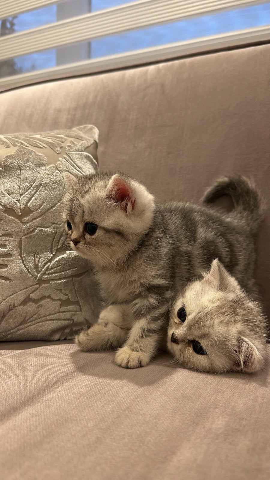 Britse Korthaar kittens geboren 30 juli 2026, Dieren en Toebehoren