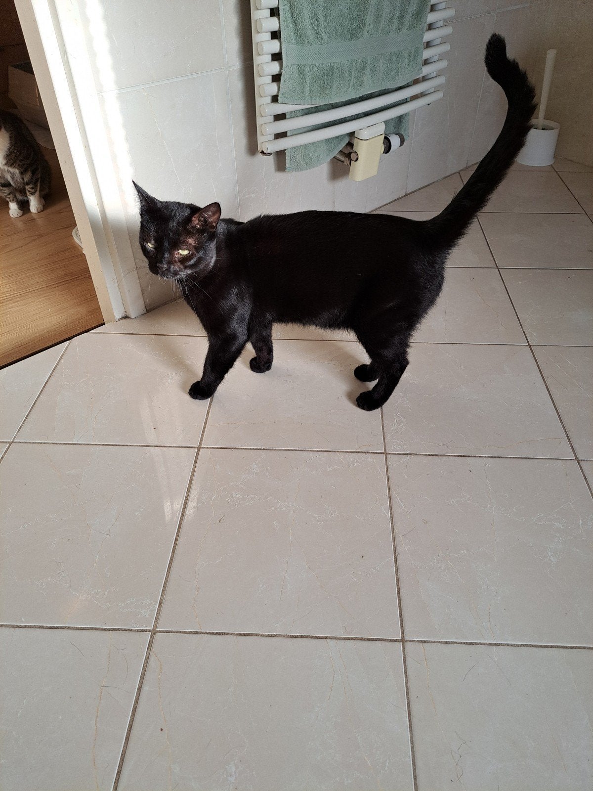 We zoeken goed te huis voor 2 mooie katten, Dieren en Toebehoren, Meerdere dieren, 3 tot 5 jaar