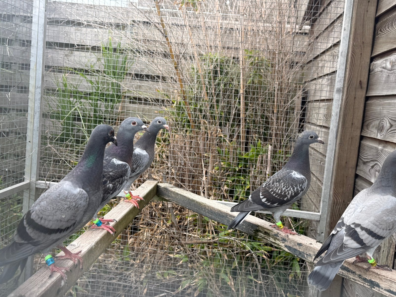 13 jonge duiven met eigendomsbewijzen, Dieren en Toebehoren, Meerdere dieren, Postduif