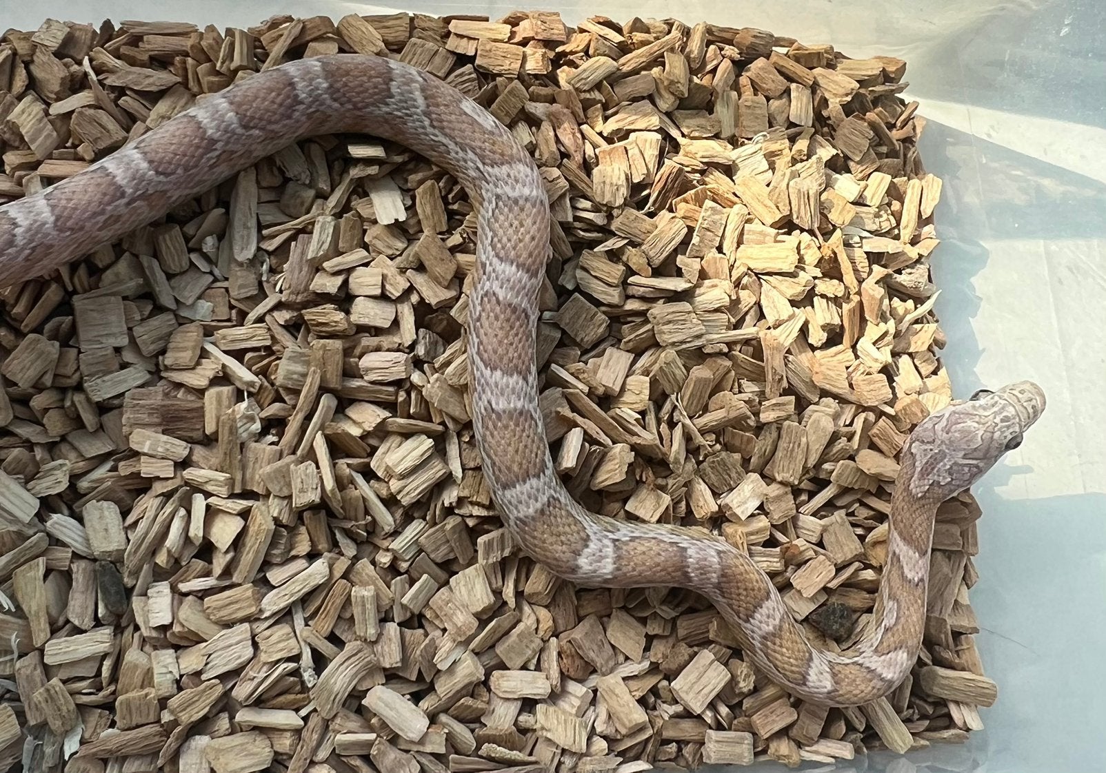 Rattenslangen 2025/26 Rat Snake photo 8