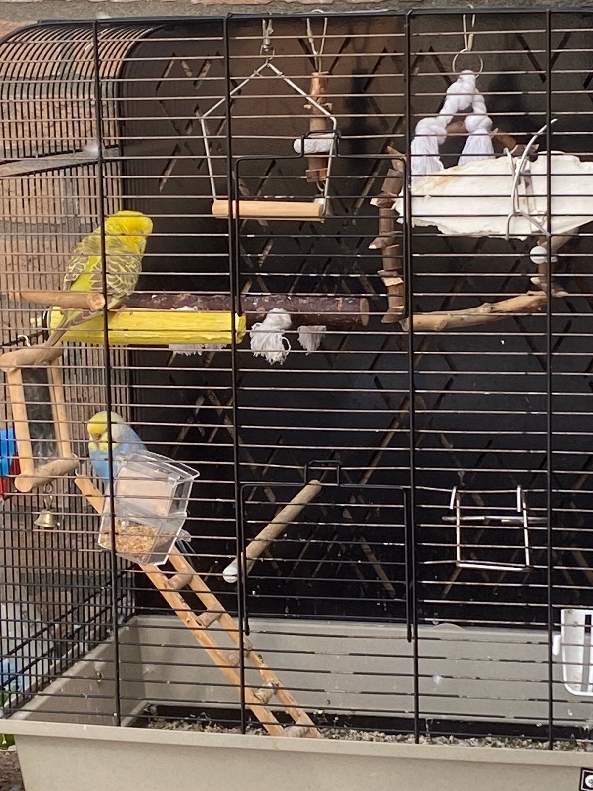 Parkieten te koop, Dieren en Toebehoren, Vogels | Kanaries, Geslacht onbekend