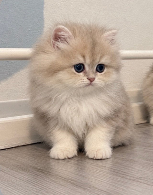 Britse langhaar kittens, Meerdere dieren, Ontwormd