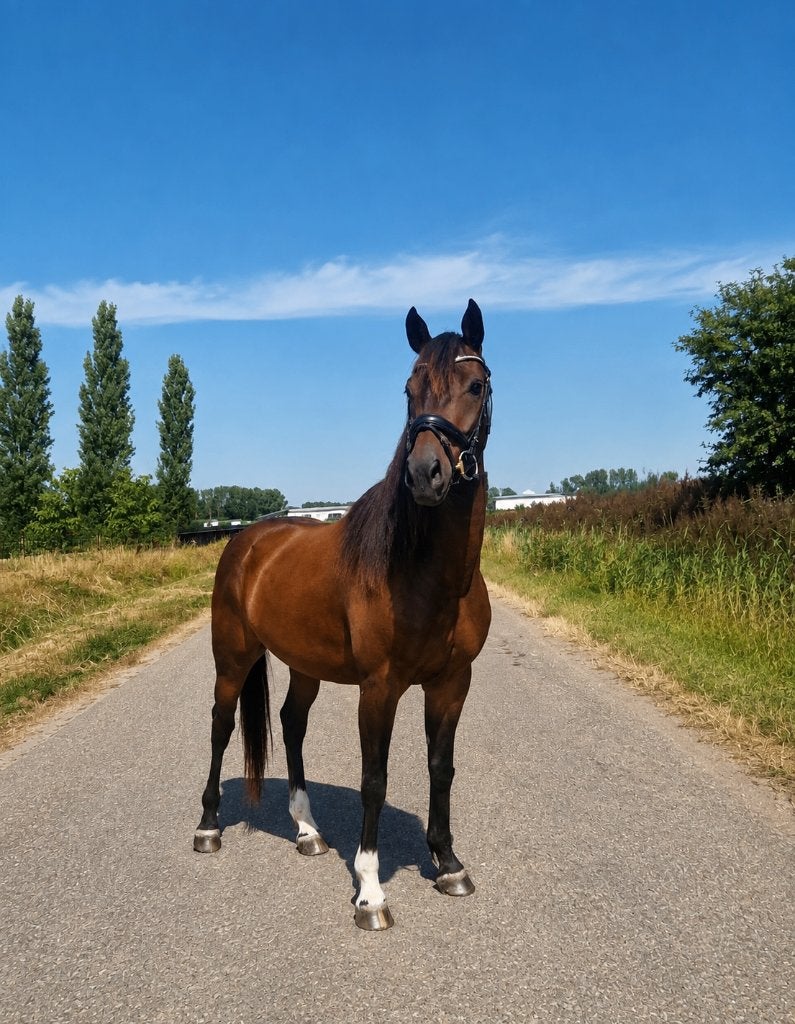 Kwpn'er, Ruin, Dressuurpaard, 7 tot 10 jaar, 160 tot 165 cm