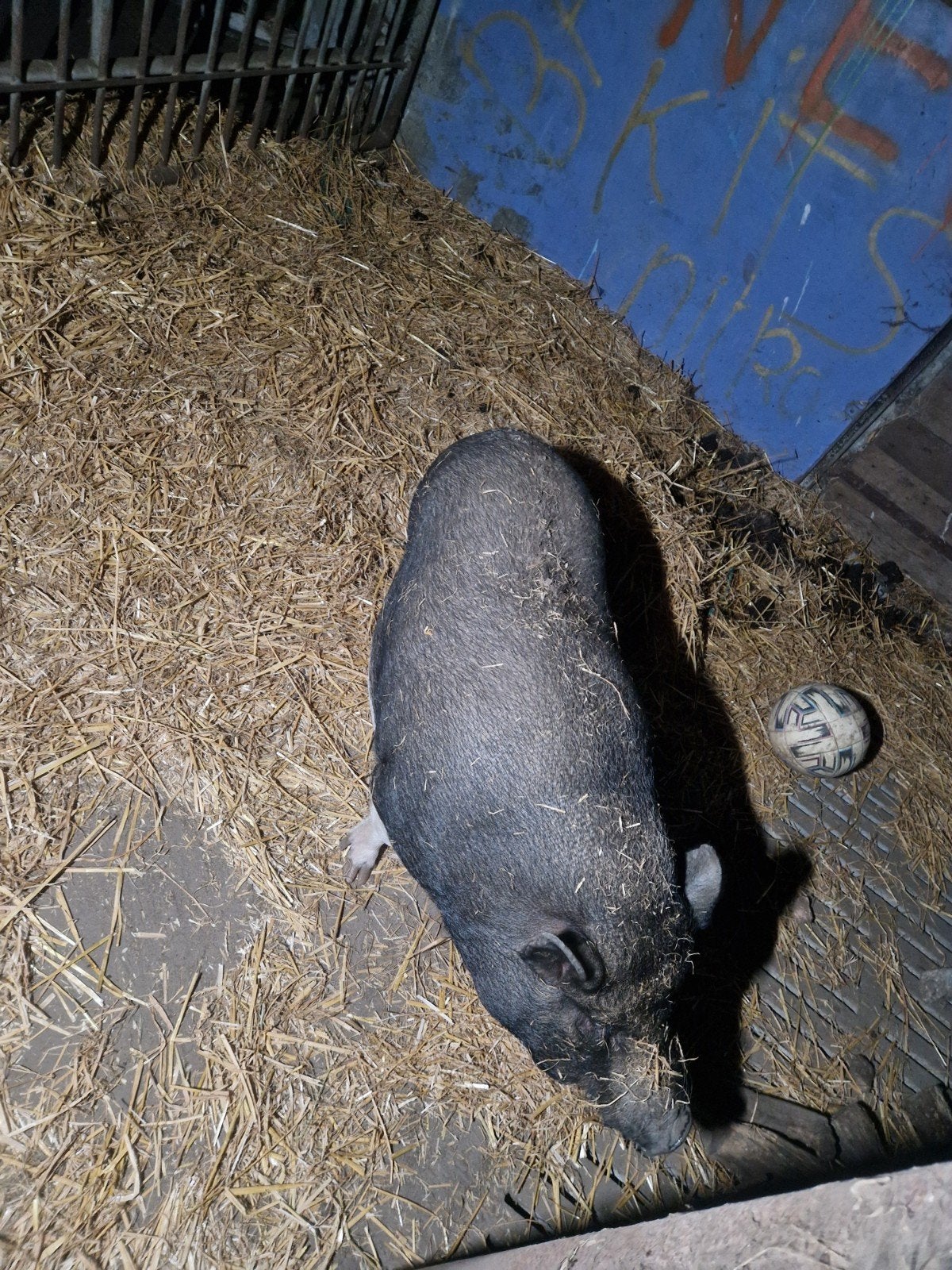hangbuikzwijntje vrouw, Dieren en Toebehoren, Vrouwelijk, Varken, 3 tot 5 jaar
