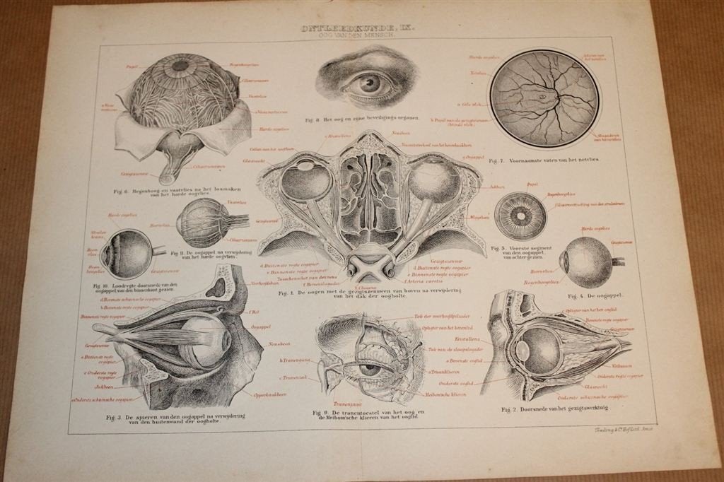 Antieke anatomische prent - Oog van de mens - 1875 !!, Verzamelen, Foto's en Prenten, Ophalen of Verzenden, Voor 1940, Zo goed als nieuw