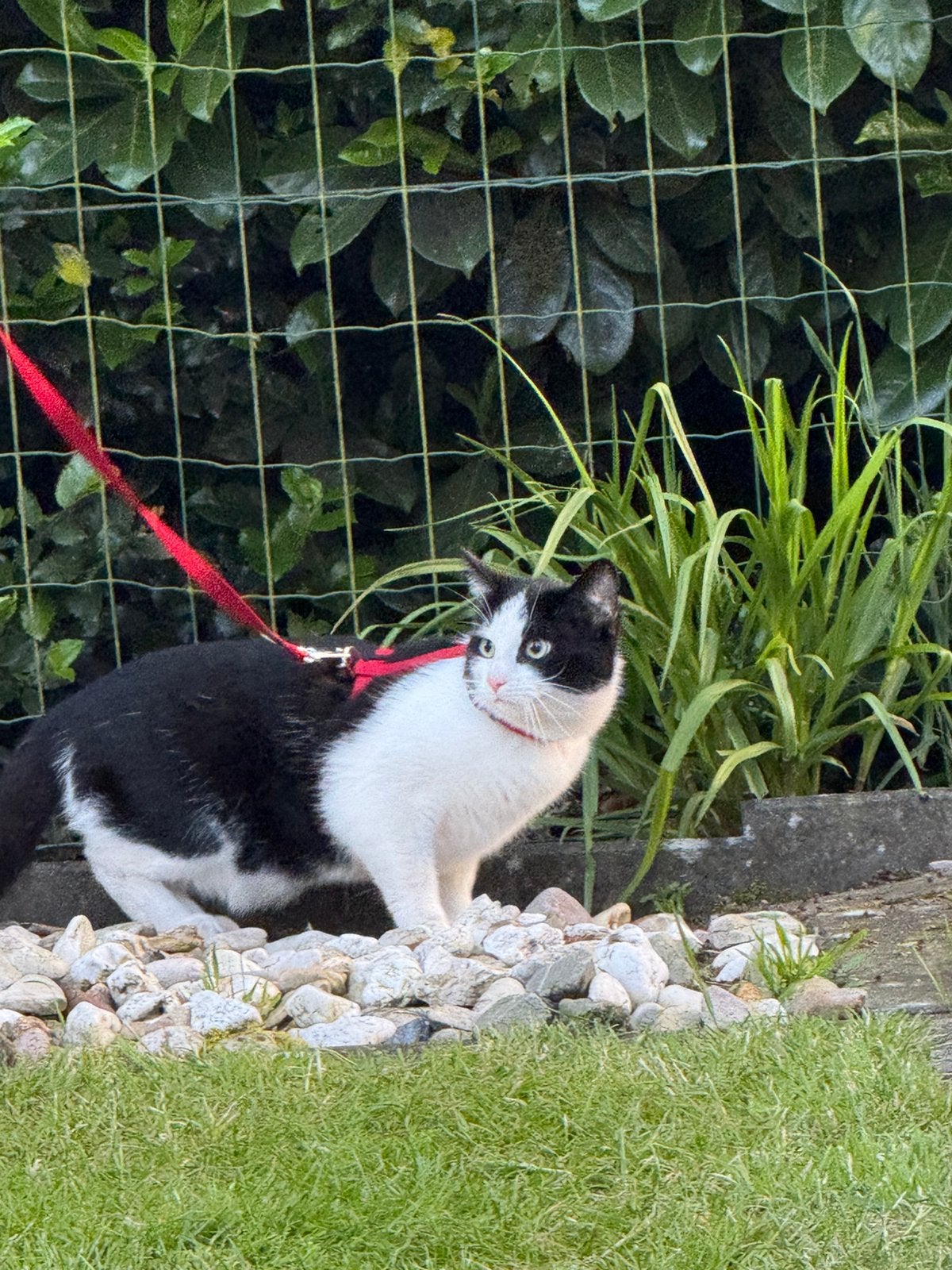 3 katten zoeken een huisjes