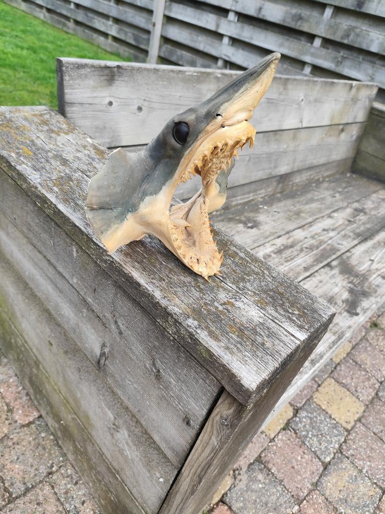 Haaien hoofd opgezet mako shark echt, Ophalen of Verzenden, Opgezet dier