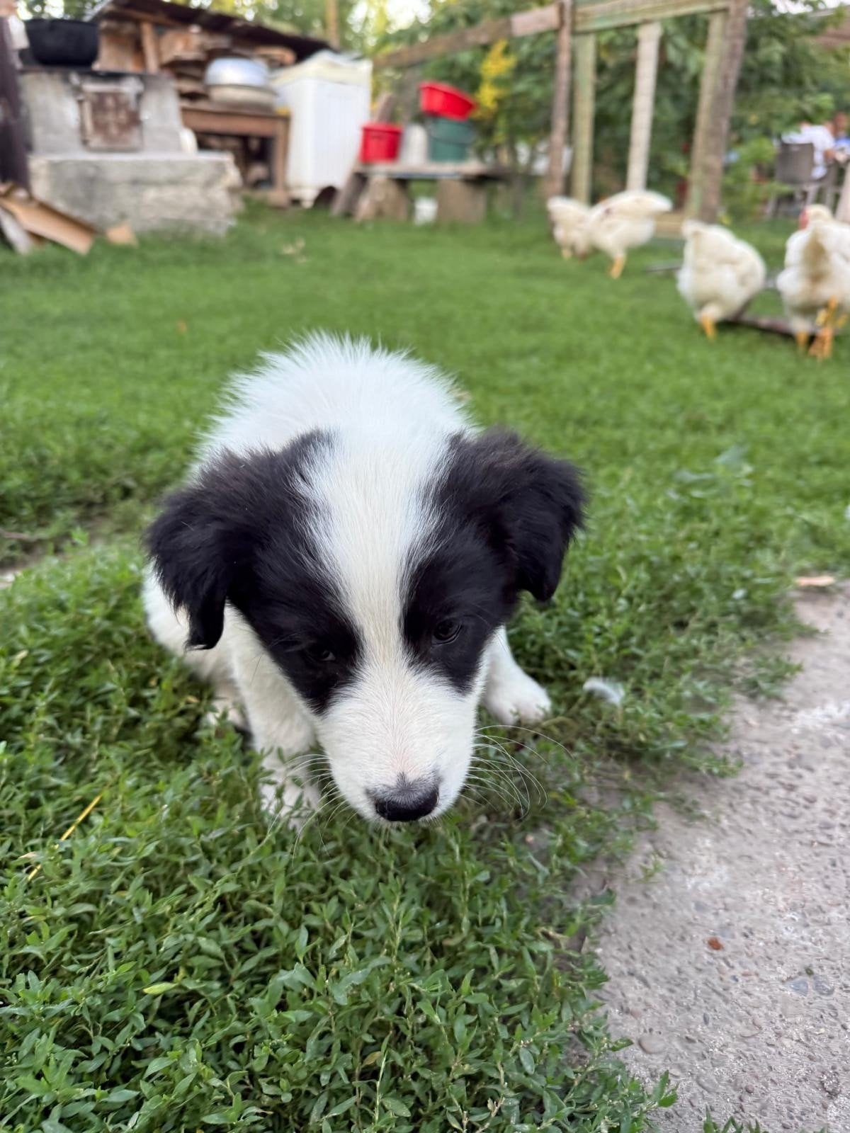 Puppy's ter adoptie Kleinblijvend, Particulier, 15 weken tot 1 jaar, Buitenland, Parvo