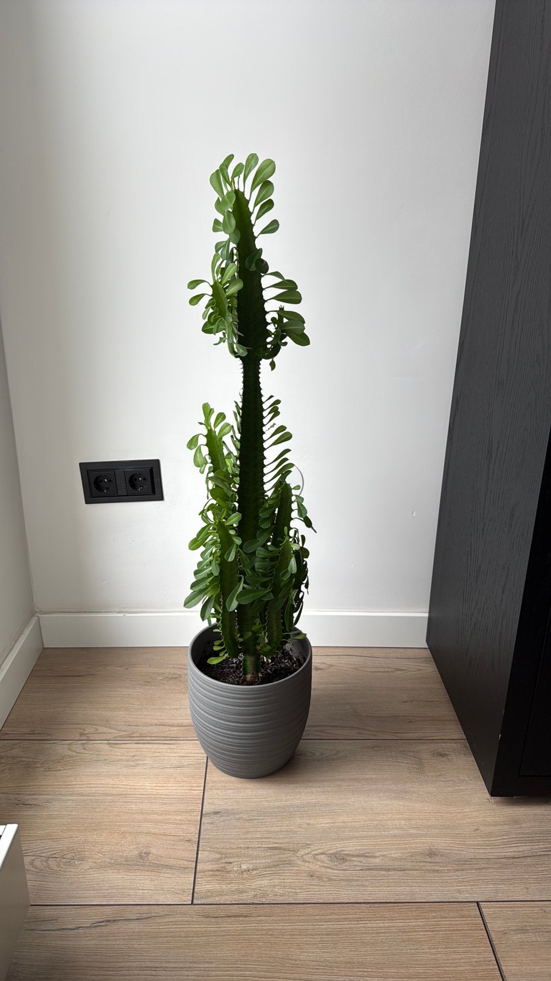 Prachtige Euphorbia kamerplant, Ophalen, Halfschaduw, 100 tot 150 cm