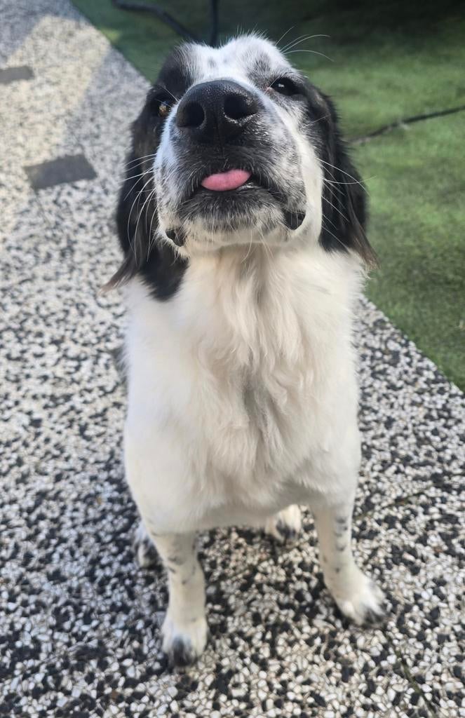 Lieve Griekse herder zoekt een nieuwe tehuisje, Particulier, 1 tot 2 jaar, Buitenland, Teef