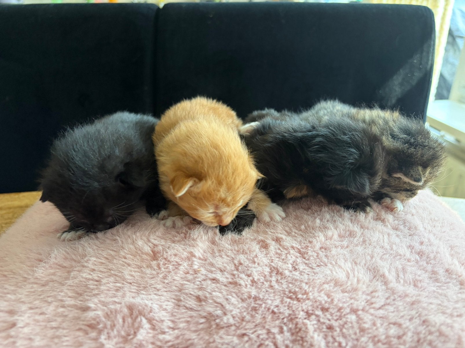 Kittens, Meerdere dieren