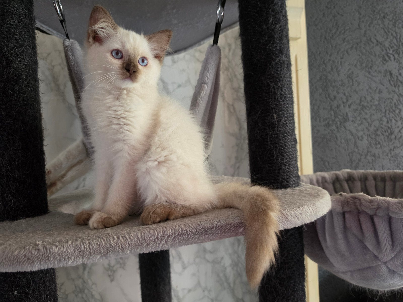 Ragdoll (fok)poesje, drager van cinnamon en verdunning, Poes, Met stamboom, 0 tot 2 jaar
