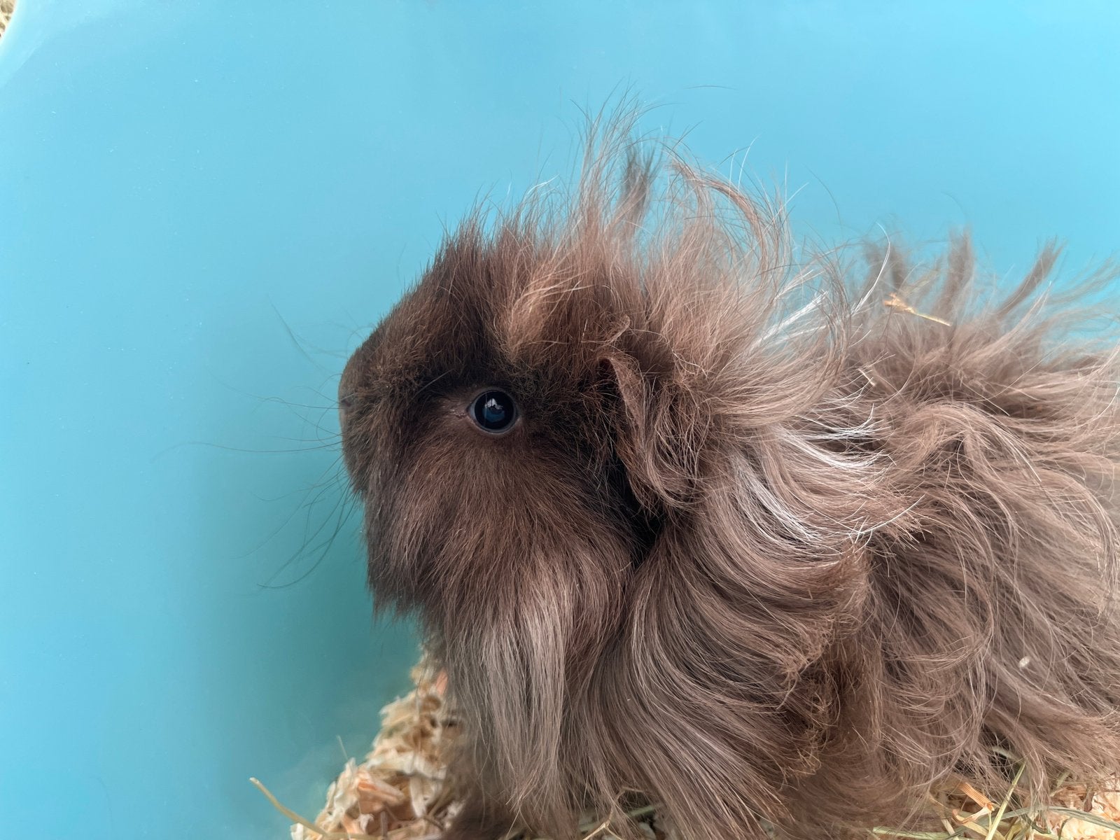 Cavia vrouwtje, April, Vrouwelijk, Cavia