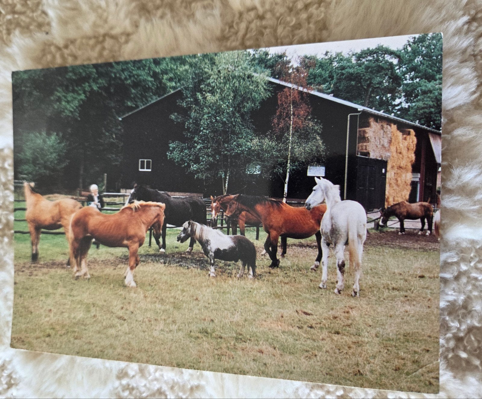 Ansichtkaart Rusthuis "De Paardenkamp" Soest (1996), Verzenden, 1960 tot 1980, Gelopen, Paard