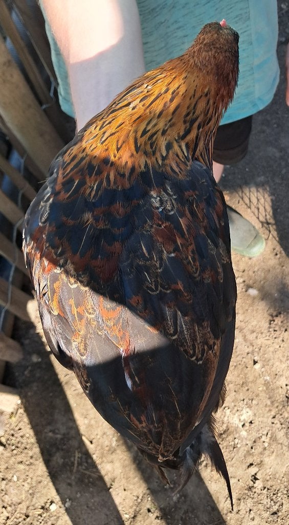 Meerdere Araucana hanen, Dieren en Toebehoren, Pluimvee, Mannelijk, Kip