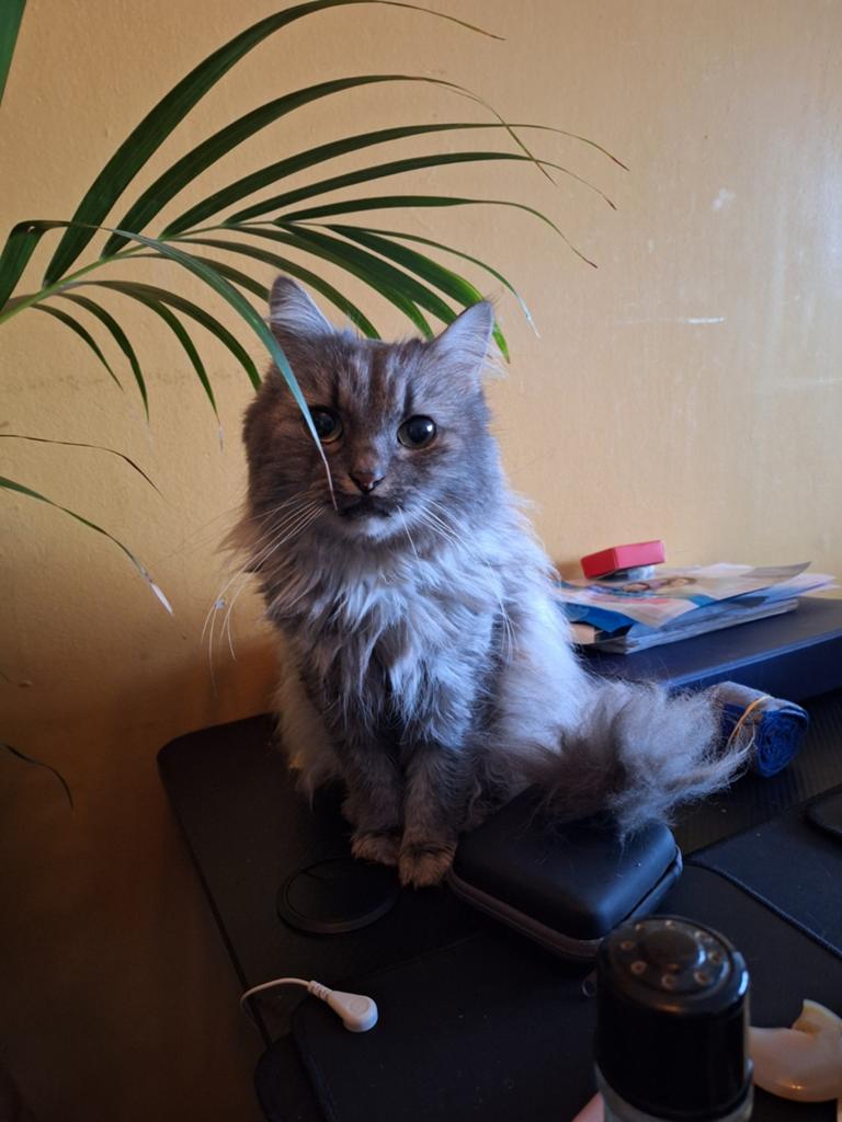 Gouden mandje gezocht voor onze gouden dametje, Dieren en Toebehoren, Katten en Kittens | Overige Katten, Poes, 6 jaar of ouder