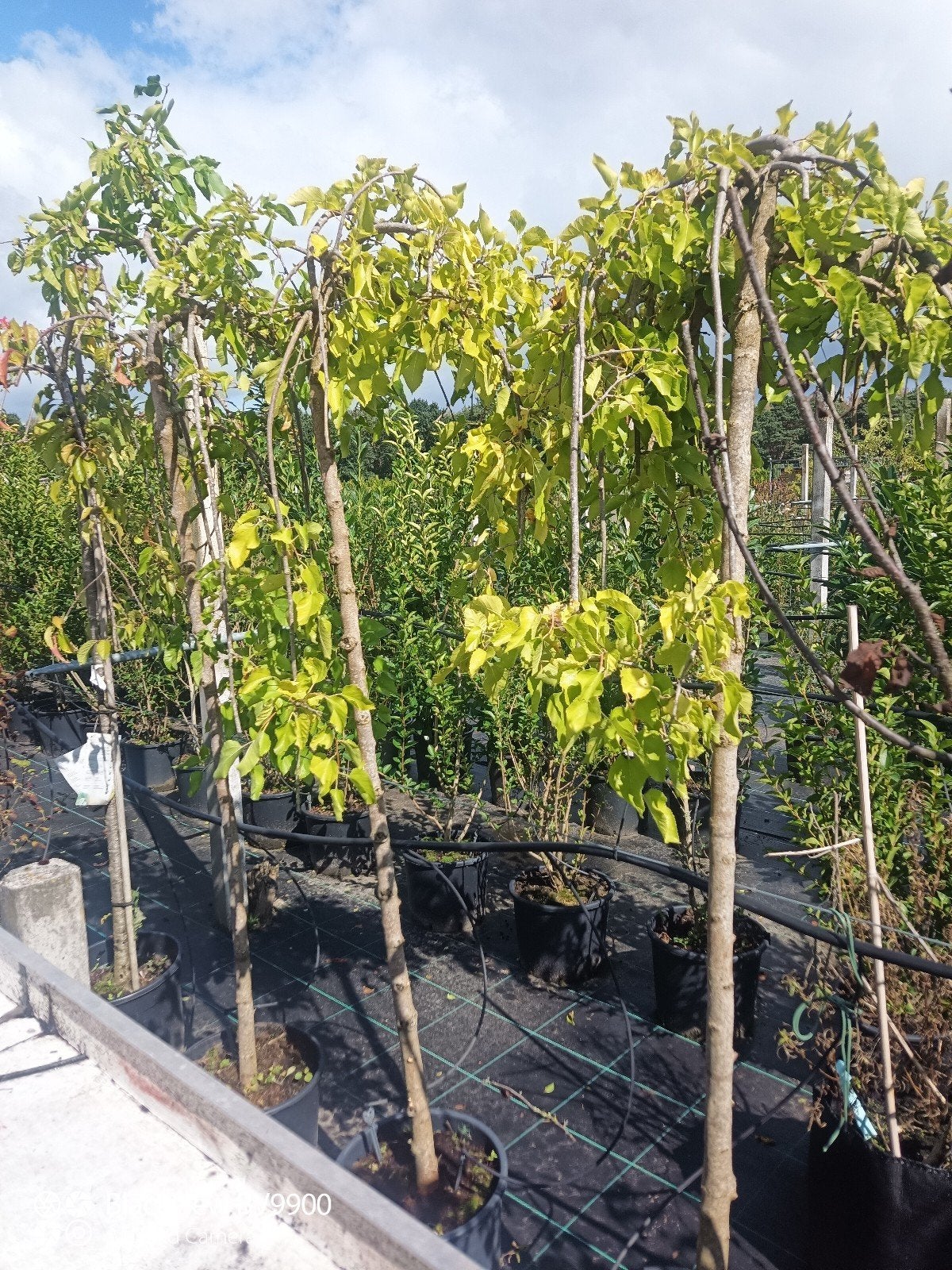 opruiming haag planten, struiken hortensia krenten laurier, Tuin en Terras, Ophalen of Verzenden, Laurier, Struik, 100 tot 250 cm