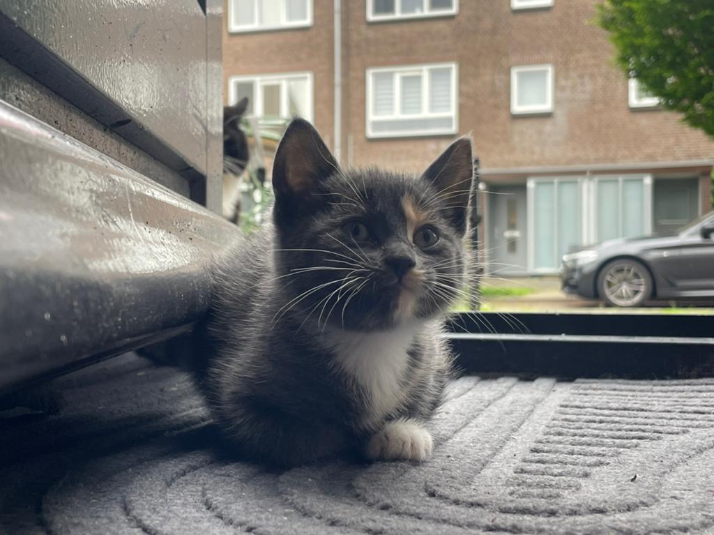 Kittens., Dieren en Toebehoren, Poes, Kortharig, 0 tot 2 jaar